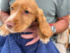Puppy