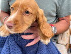 puppy
