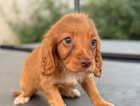 Puppy