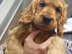 puppy