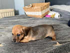 Puppy