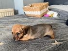 puppy