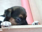 Puppy