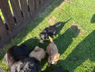 Puppy
