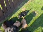 puppy