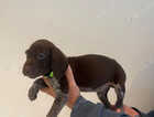 Puppy