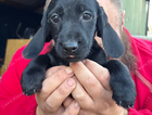 puppy