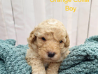 puppy