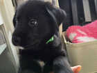 Puppy