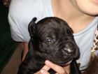 puppy