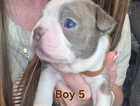 Puppy