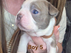 puppy