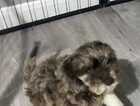 Puppy