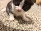 kitten