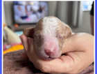 Puppy