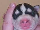 puppy