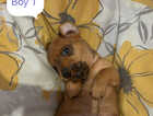 Puppy