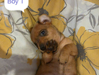 puppy