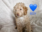 puppy