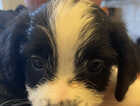 Puppy