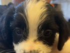 puppy