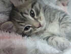 Kitten