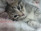 kitten