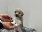 Puppy