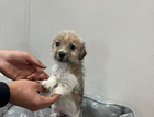 puppy