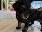 Puppy