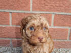 Puppy
