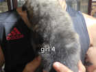 Puppy