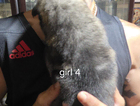 puppy