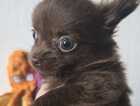 Puppy