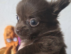 puppy
