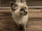 Kitten