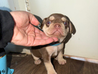 puppy