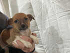 Puppy
