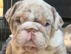 Puppy