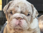 puppy