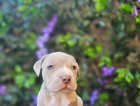 Puppy