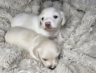 puppy