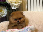 puppy
