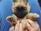 puppy