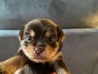 puppy