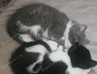 kitten