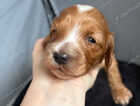 Puppy