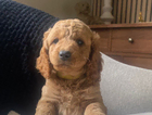 puppy