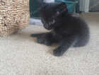 Kitten