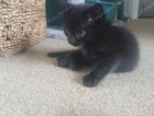 kitten